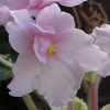 Фиалка MA'S SILK FLOWER