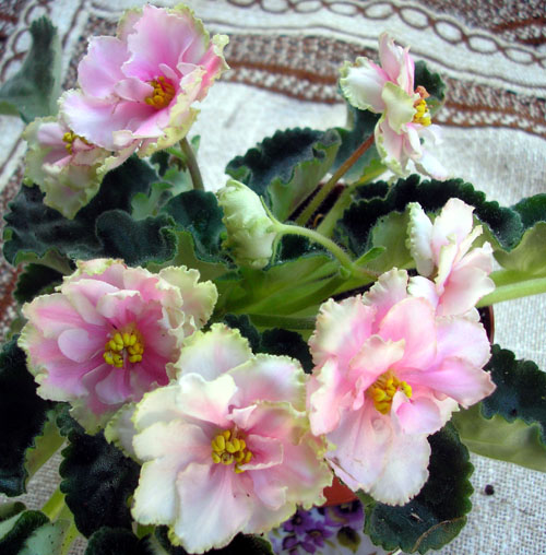 Фиалка Spring Фото