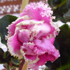 Фиалка SWEET LADY LOVE