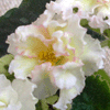 Фиалка SUNKISSED ROSE