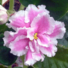 Фиалка PINK DUCHESS