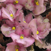 Фиалка WILD IRISH ROSE