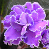 Фиалка FLORA QUEEN
