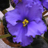 Фиалка BLUE IS BLUE