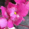 Фиалка HEARTS AGLOW
