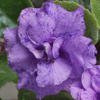 Фиалка LAVENDER LOVE
