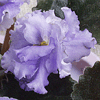 Фиалка L'HEURE BLEU