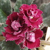 Фиалка NESS' ANTIQUE RED