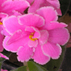 Фиалка PINK AMISS