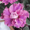 Фиалка SUNCOAST CORAL RAZZ