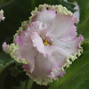 Фиалка SUNCOAST FRILLY DILLY