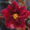 Фиалка TROPIC HEAT