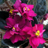  VELVET PANSIES