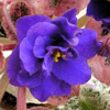 Фиалка RAINBOW'S BLUE YTHAN
