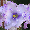 Фиалка CRYSTAL PLUM