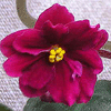 Фиалка KINGWOOD RED