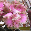 Фиалка ISLAND ROSE