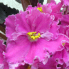 Фиалка REBEL'S CARNATION SPLASH