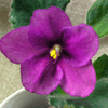 Фиалка SUNCOAST MIDNIGHT MYSTERY