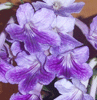 Стрептокарпус Mom`s Plant