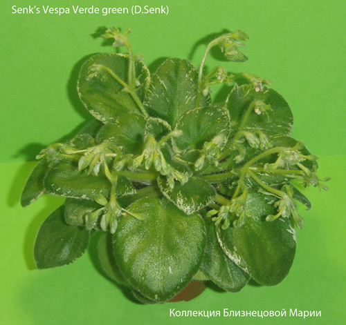  Senk's Vespa Verde green* 