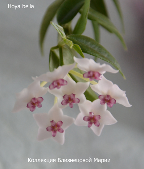  Hoya bella 