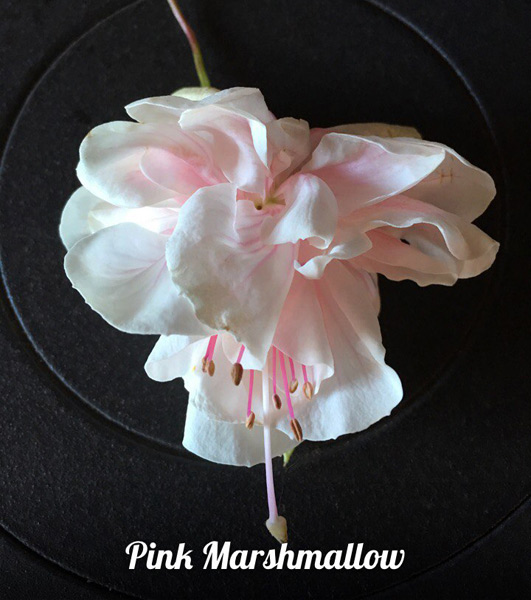  Pink Marshmallow 