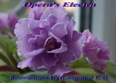  Opera's Electra 