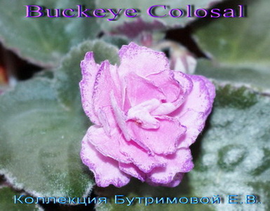  Buckeye Colsal 