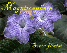 Фиалка Magnitosphere