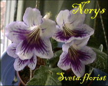 Фиалка Nerys