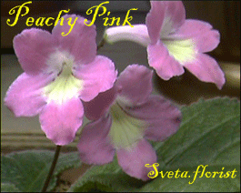 Фиалка Peachy Pink