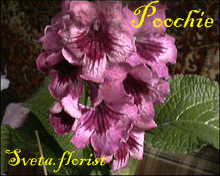 Фиалка Poochie