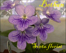 Фиалка Bethan