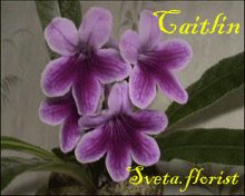 Фиалка Caitlin