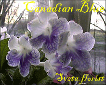 Фиалка Canadian Blue