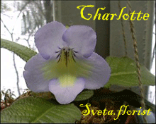 Фиалка Charlotte