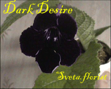 Фиалка Dark Desire