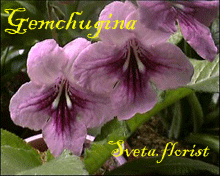 Фиалка Gemchugina