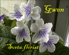 Фиалка Gwen