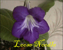 Фиалка Loose Noodle