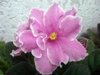 Фиалка Pink Amiss