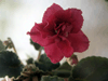 Фиалка Ness Antique Red