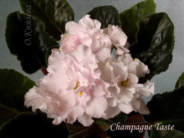 Champagne Taste 
