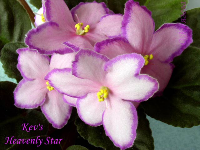  Kev's Heavenly Star 