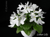  Lunar Lily(White)