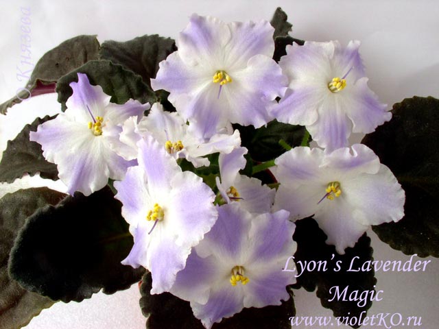  Lyon's Lavender Magic 