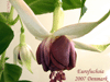 Фуксия Eurofuchsia 2007 Denmark