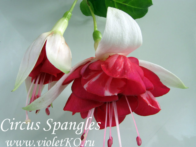 Фуксия Circus Spangles