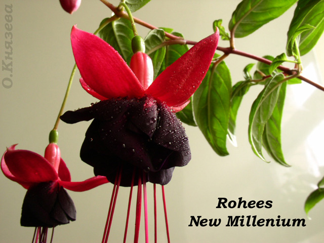  Rohee's New Millenium 